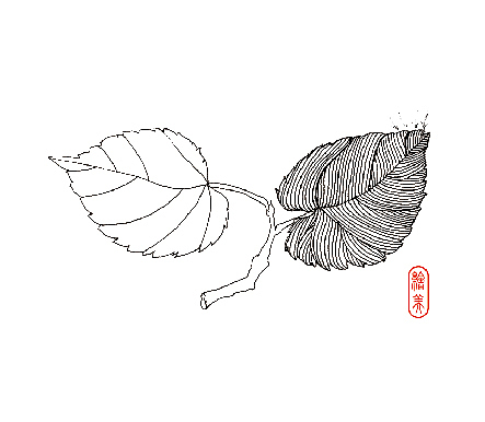 桑树叶线描稿画法