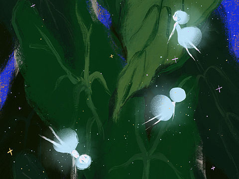 海芋