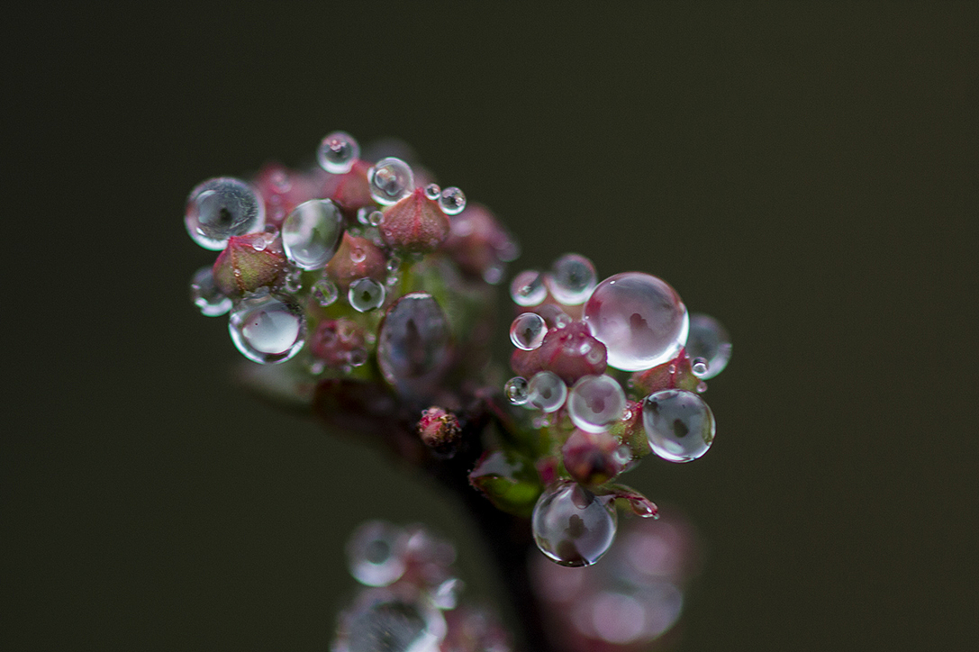 云南-罗平油菜花（图ZMTQxMzE2MjA=） - 风光摄影 - 站酷设计师RyanShao原创素材 - 站酷ZCOOL