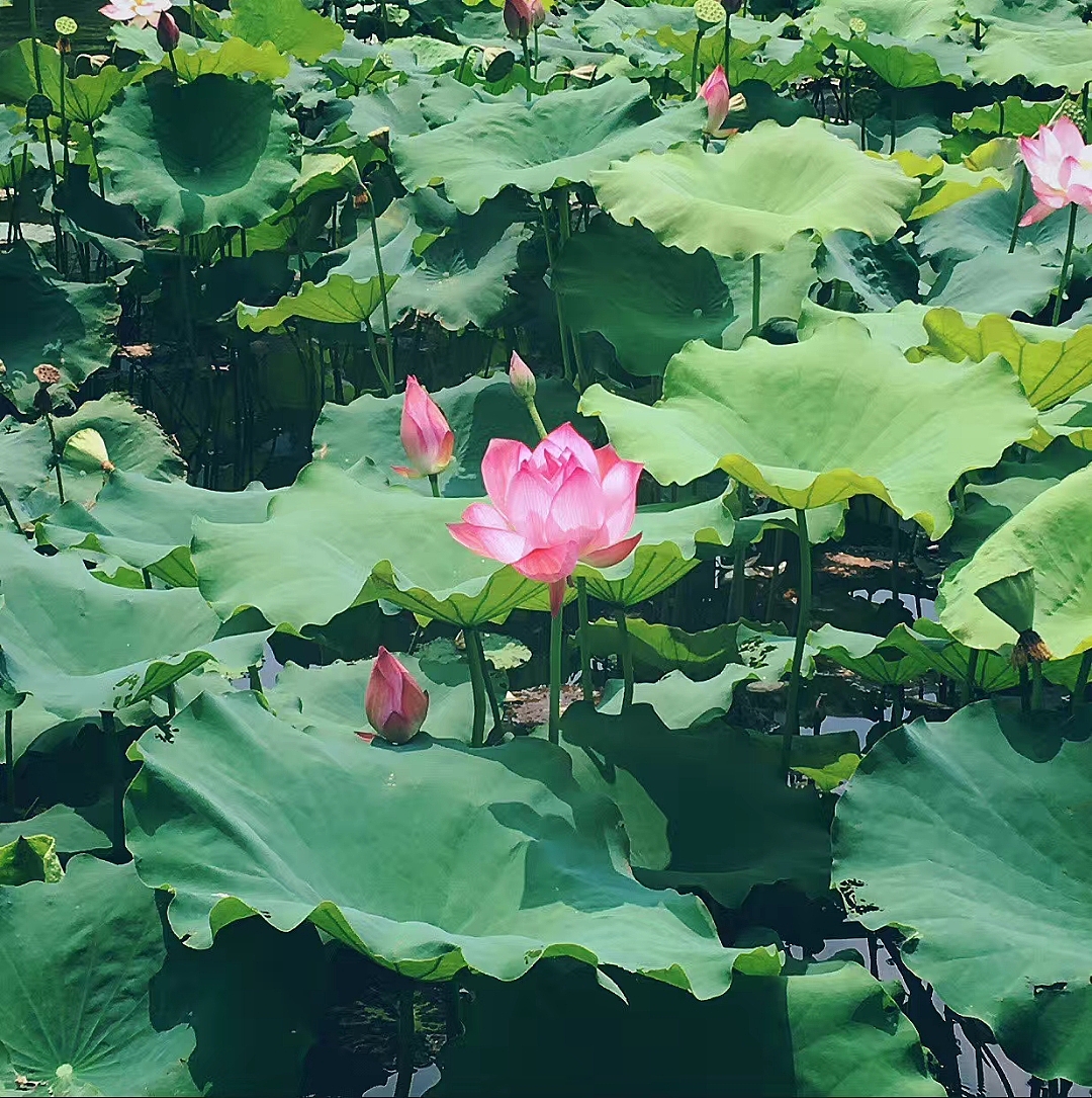 荷花（图ZMjg4NjU0NjA4） - 风光摄影 - 站酷设计师SABOOH原创素材 - 站酷ZCOOL