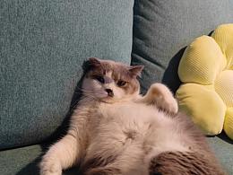 没图，就炫耀我的猫