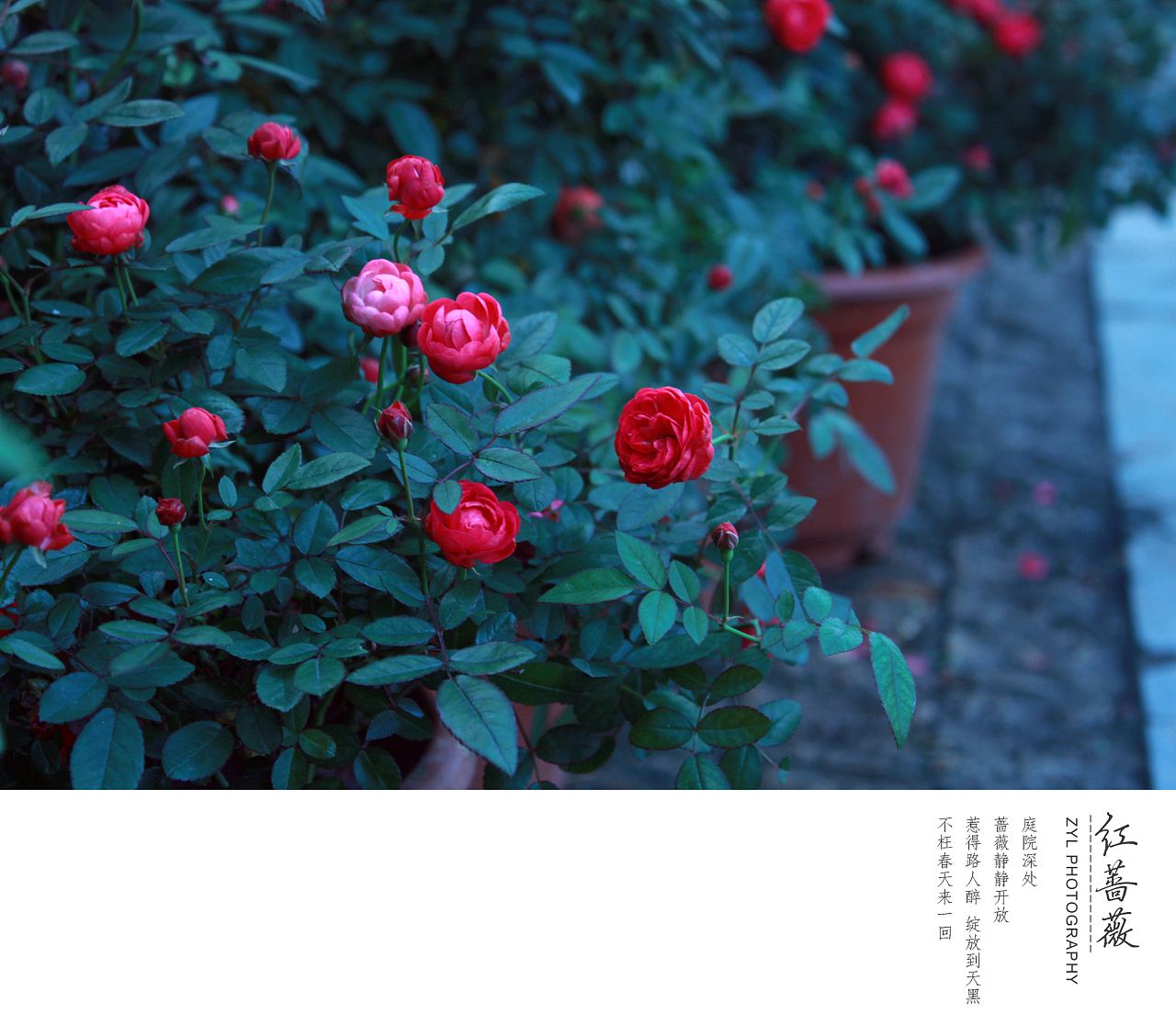 蔷薇花|摄影|风光|摄影师小楠 - 原创作品 - 站酷 (ZCOOL)