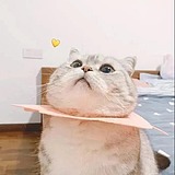 一团白雾丶的头像