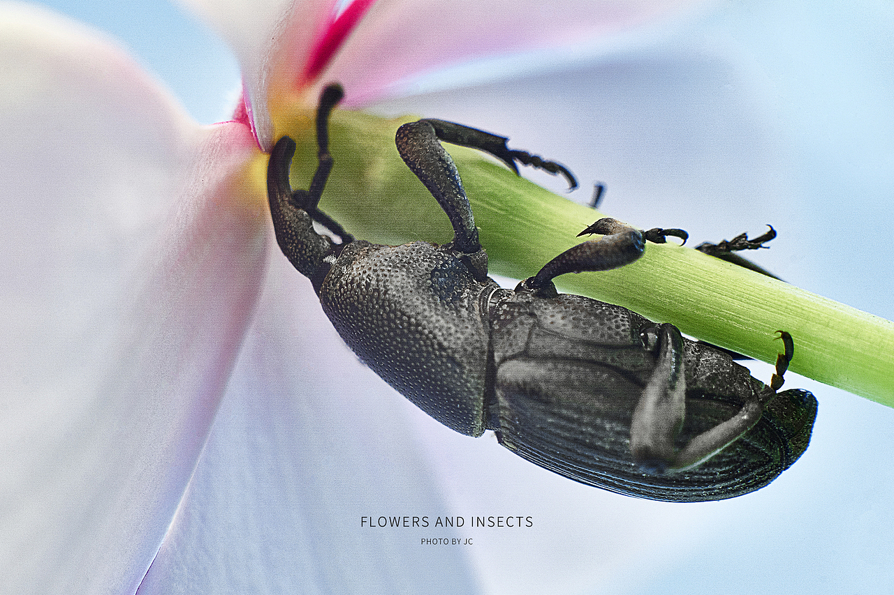 花與蟲微距攝影（圖ZMjcyMjIyOTI0） - 其他攝影 - 站酷設(shè)計(jì)師ioofun原創(chuàng)素材 - 站酷ZCOOL