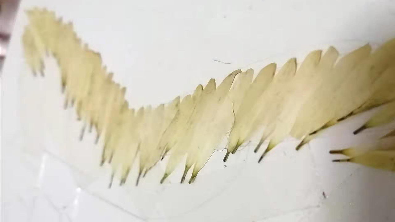 破茧成蝶 花瓣贴画 树叶贴画（图ZMTc1OTI0MTUy） - 手办/模玩 - 站酷设计师渺与凡原创素材 - 站酷ZCOOL