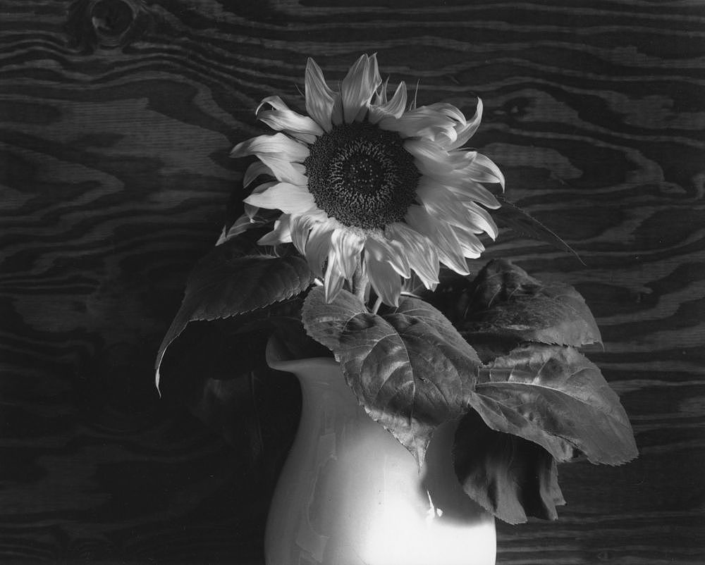 直接摄影保罗卡普尼格罗