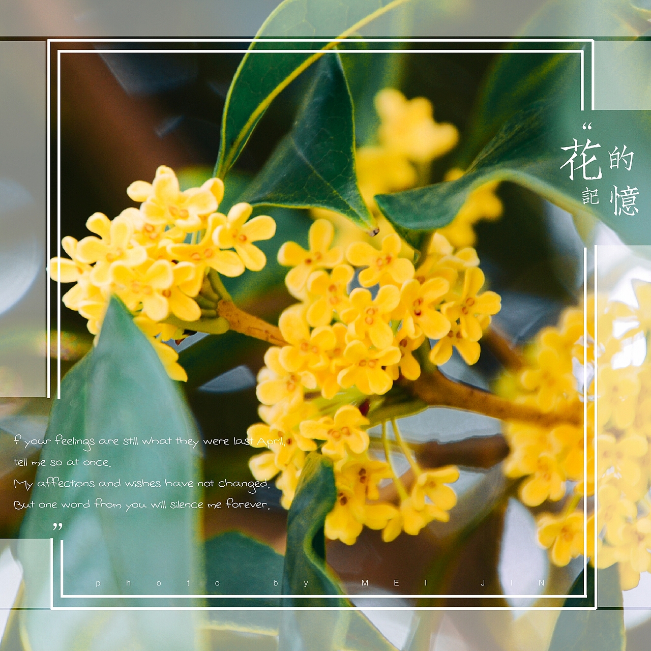 桂花（图ZOTMwODI5MDg=） - 风光摄影 - 站酷设计师爱摄影的五花肉原创素材 - 站酷ZCOOL