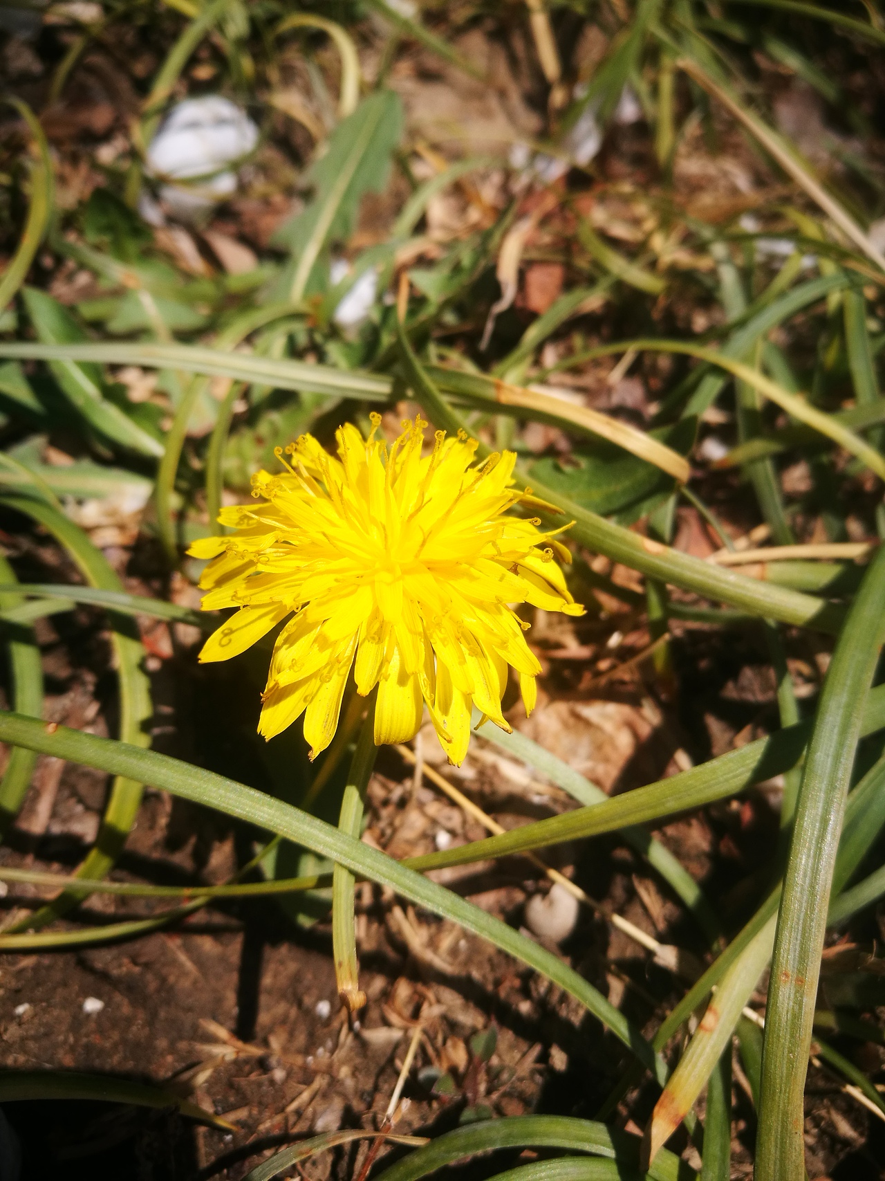 春暖花开2（图ZMTUxMDAyNTUy） - 风光摄影 - 站酷设计师CearyQi原创素材 - 站酷ZCOOL