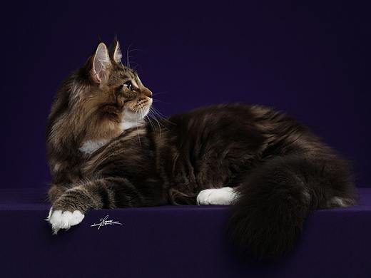 AMYWORKS-缅因库恩猫