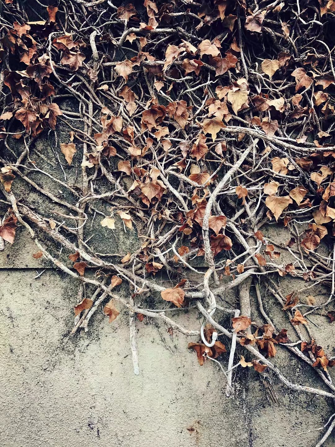 日本京都一周游