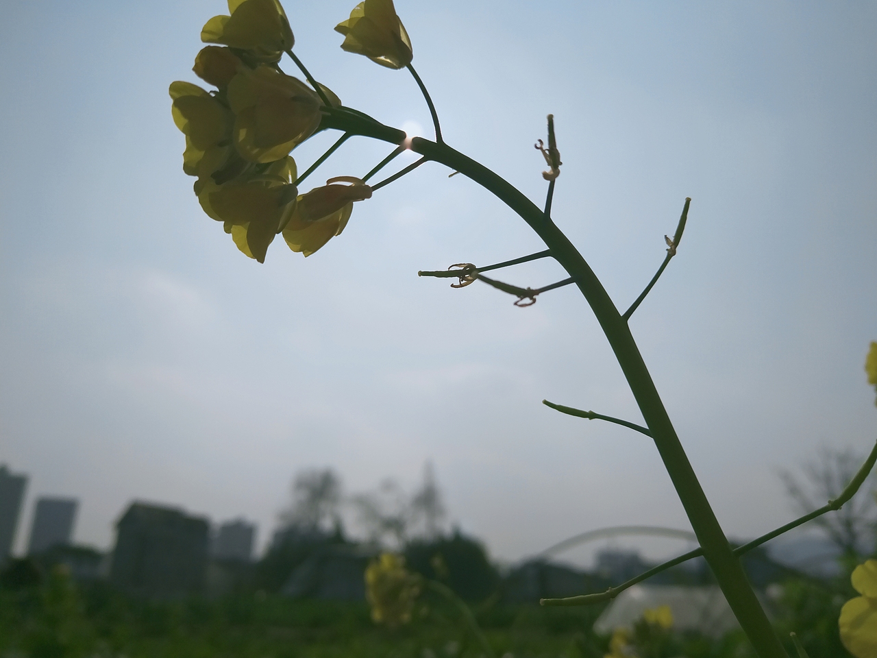 没人疼,没人爱,我是一颗小白菜