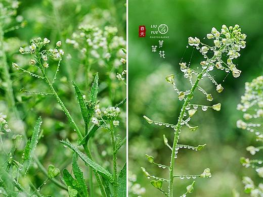 春花集/荠菜花