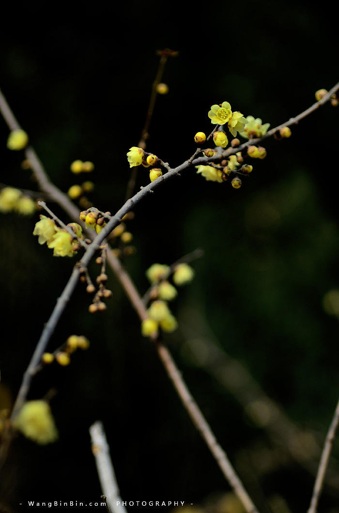 腊梅花开——开封禹王台公园