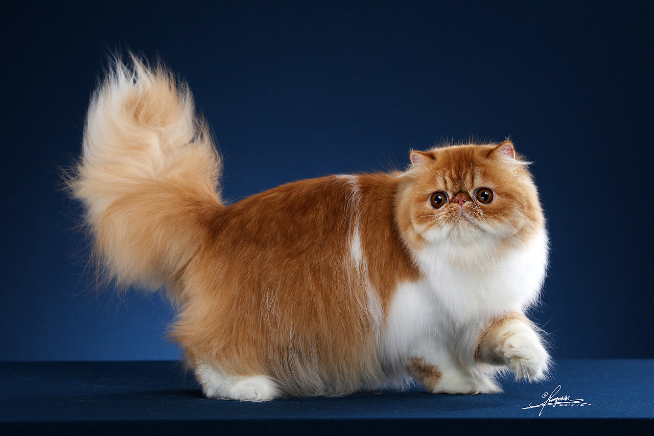 加菲猫原型红虎斑异国短毛猫