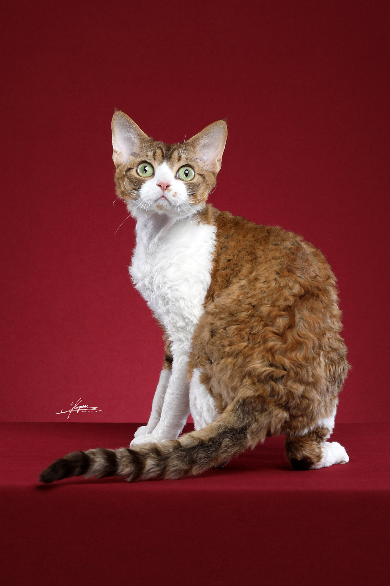 德文卷毛猫|摄影|宠物摄影|amyworks赛猫摄影 - 原创作品 - 站酷