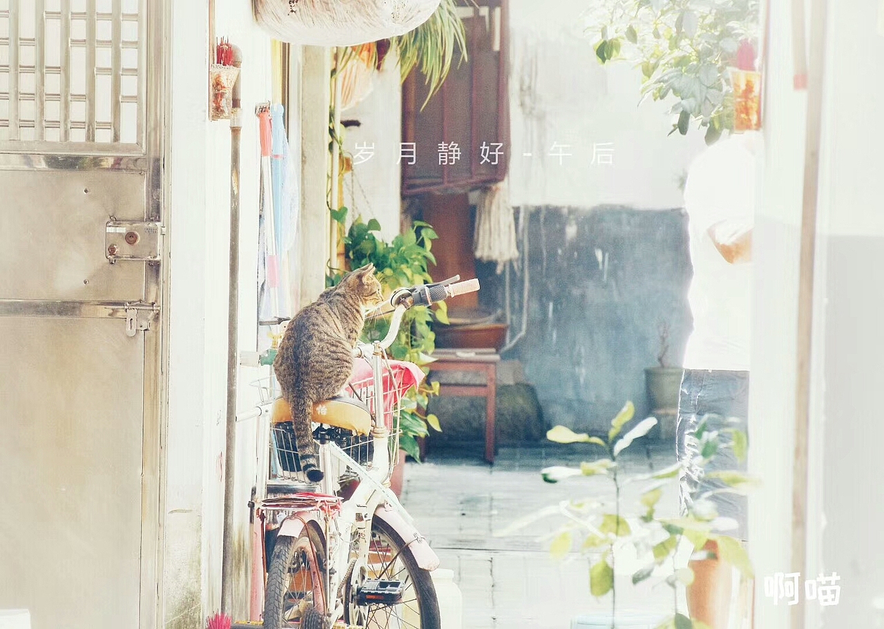 猫/扑捉一瞬间