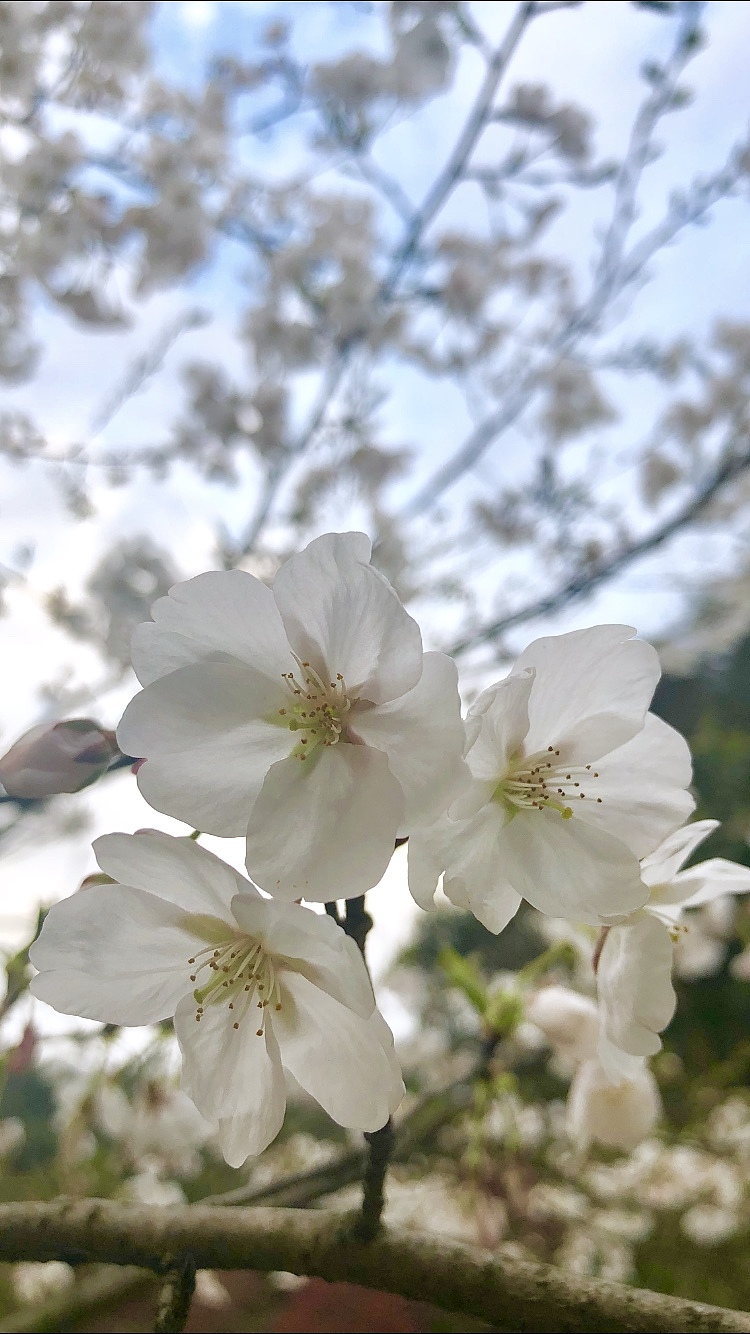樱花盛开的季节