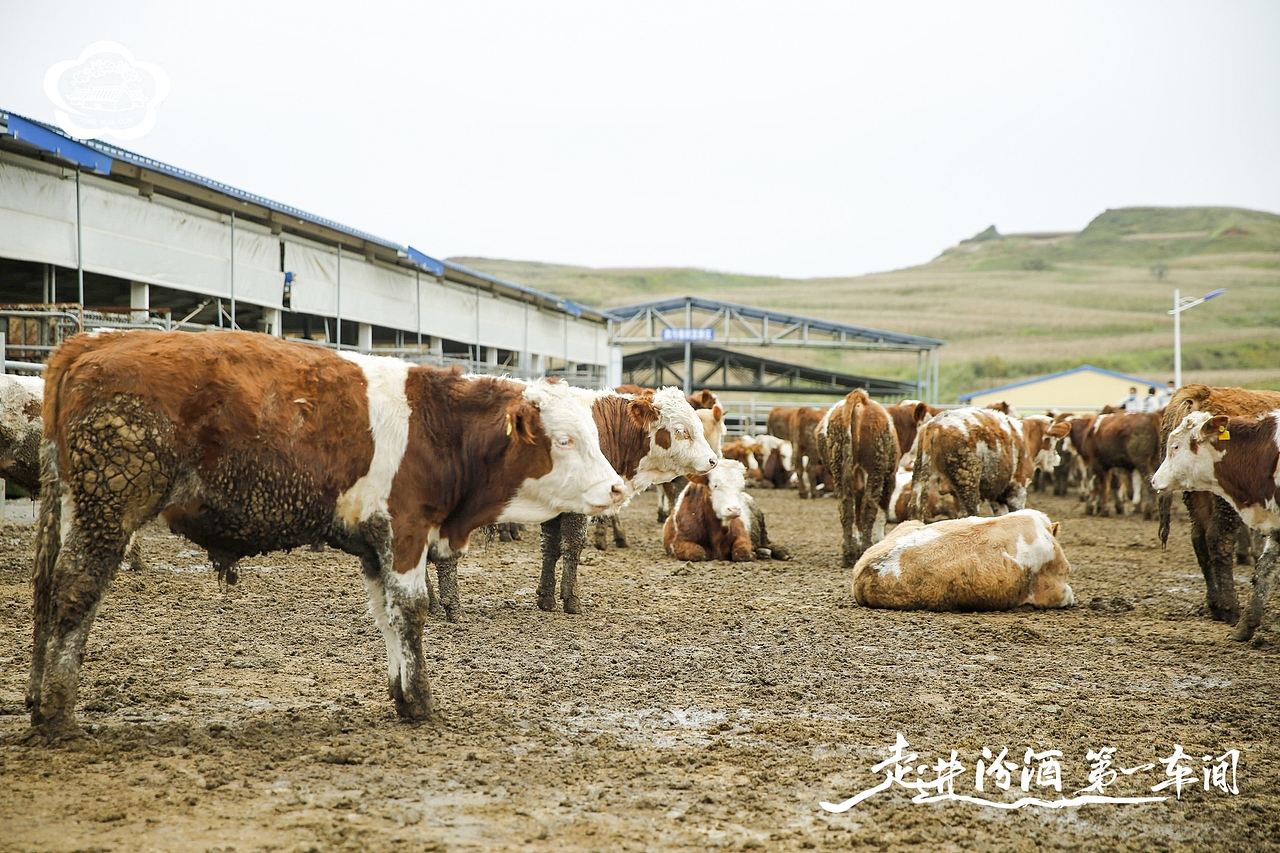 汾酒活动：走进汾酒第一车间·全国主流媒体原粮基地行（图ZMjc2OTIzOTc2） - 其他摄影 - 站酷设计师子洋君Kingsley原创素材 - 站酷ZCOOL