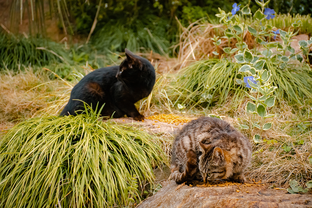 疫情下的植物园