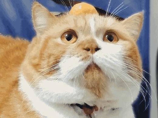 嘿千翻之千千猫