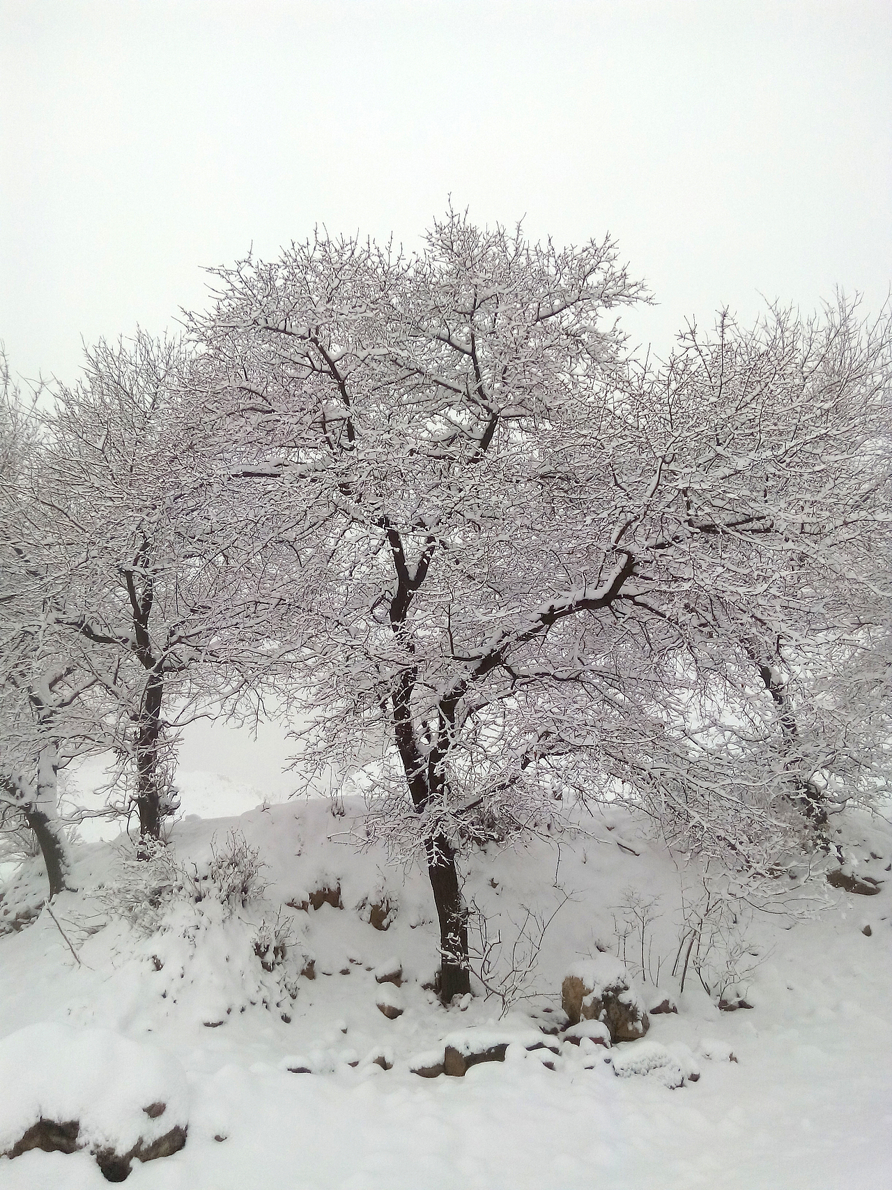 雪（图ZMjQ4NDI1NjA=） - 风光摄影 - 站酷设计师阿晨的街原创素材 - 站酷ZCOOL