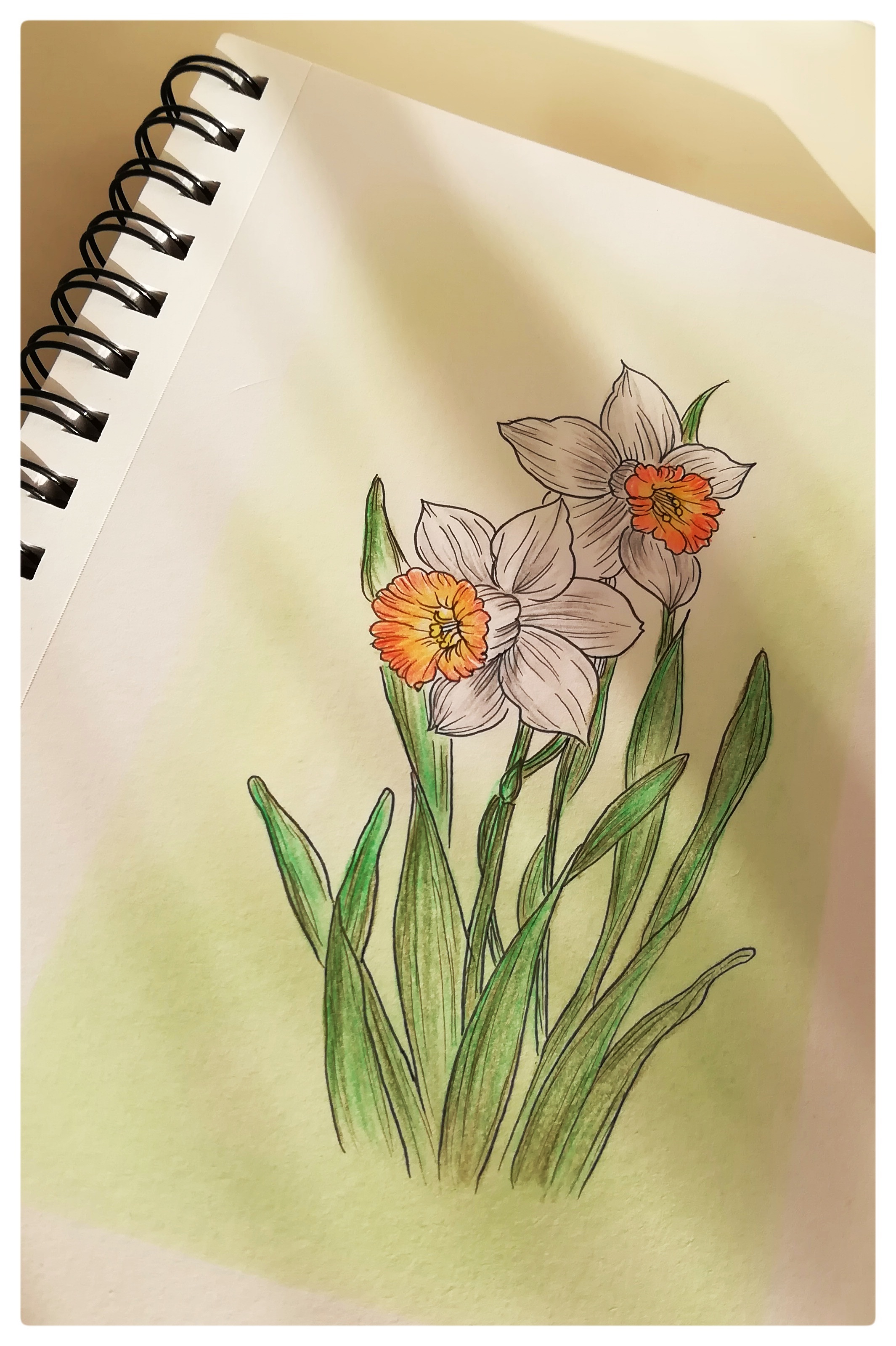 水仙花的样子彩铅图片