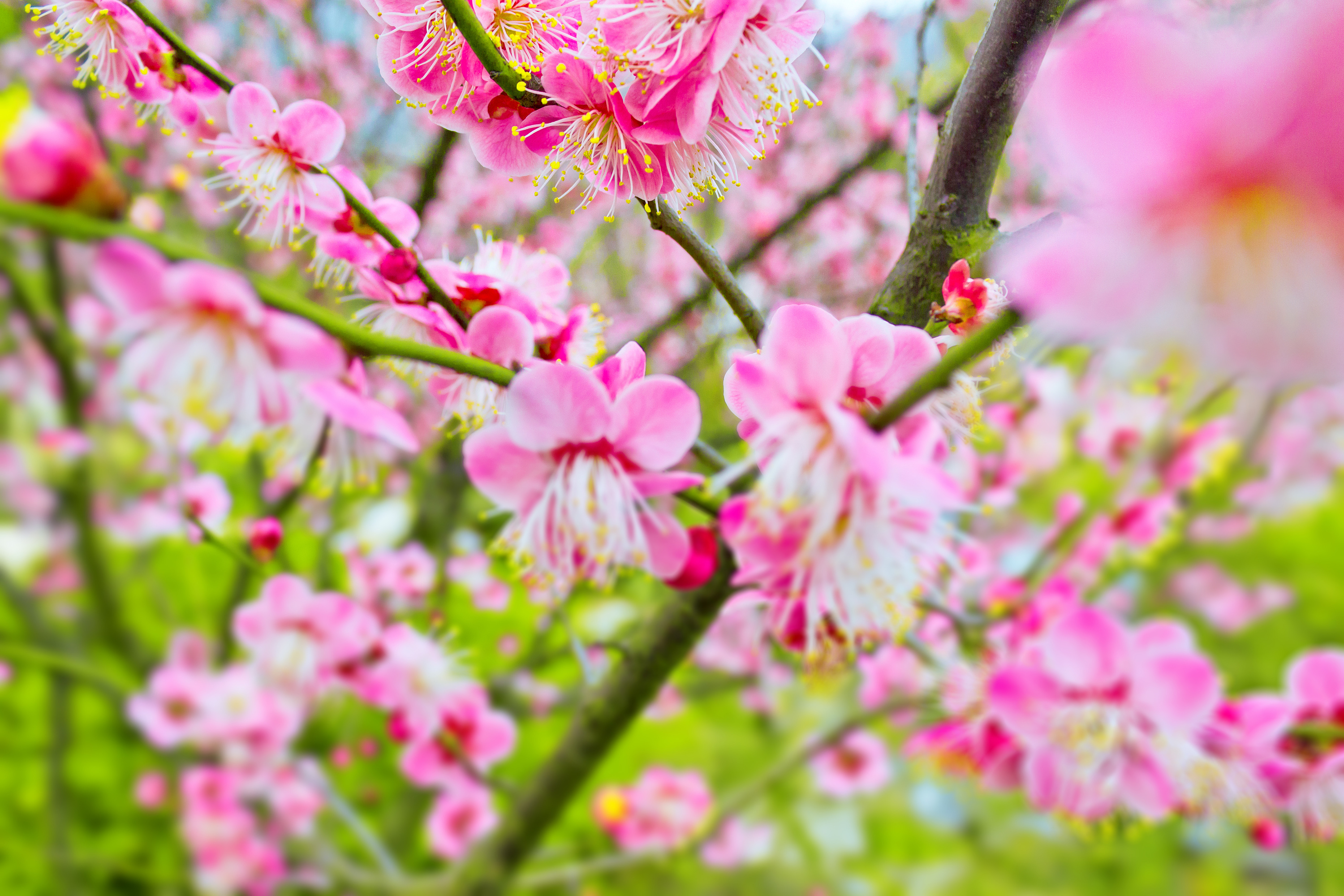3月最新漂亮春日风景早上好图片带祝福语 免打字的春天早安风景图片带字温馨精选|3月|最新-滚动读报-川北在线
