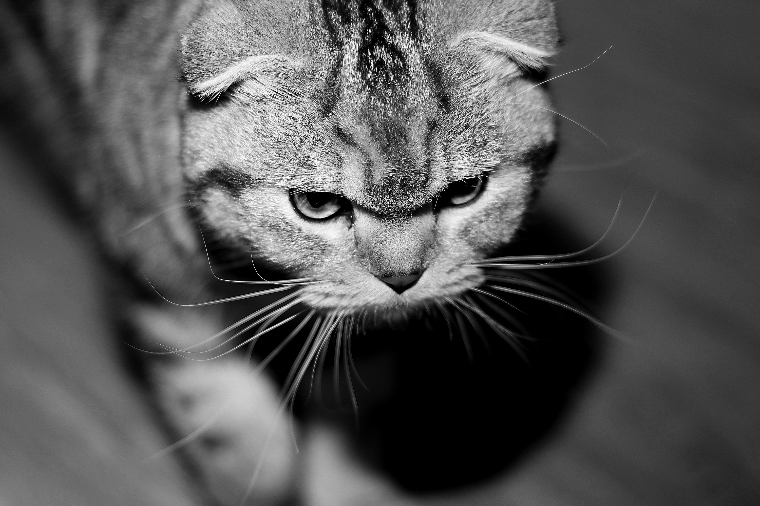 《猫先生》第一季上