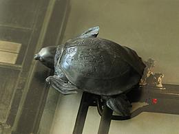 【秋塢居石刻】壽山坑頭石豬鼻龜