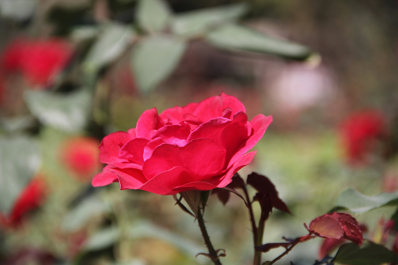 万物可爱（图ZMTk5OTY3NDYw） - 宠物摄影 - 站酷设计师小红帽JN原创素材 - 站酷ZCOOL