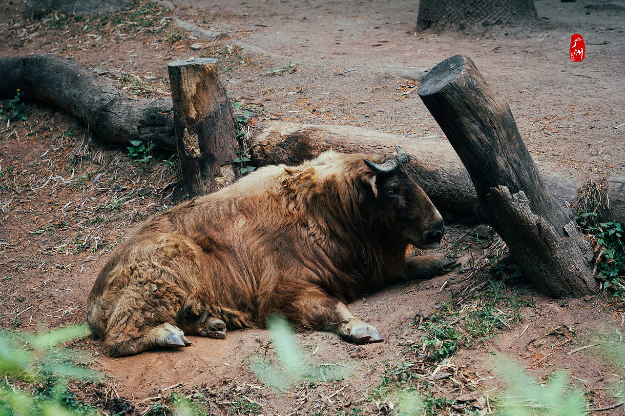 随手拍·广州动物园(兽类)（图ZMzM1ODA3MTUy） - 人文/纪实摄影 - 站酷设计师一晨同学原创素材 - 站酷ZCOOL