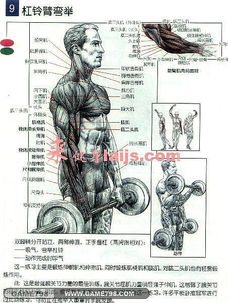 人体骨骼肌肉分布手绘稿