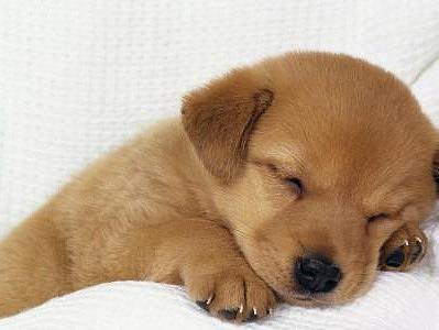 皇家哈士奇吃生肉拉肚子治疗方法