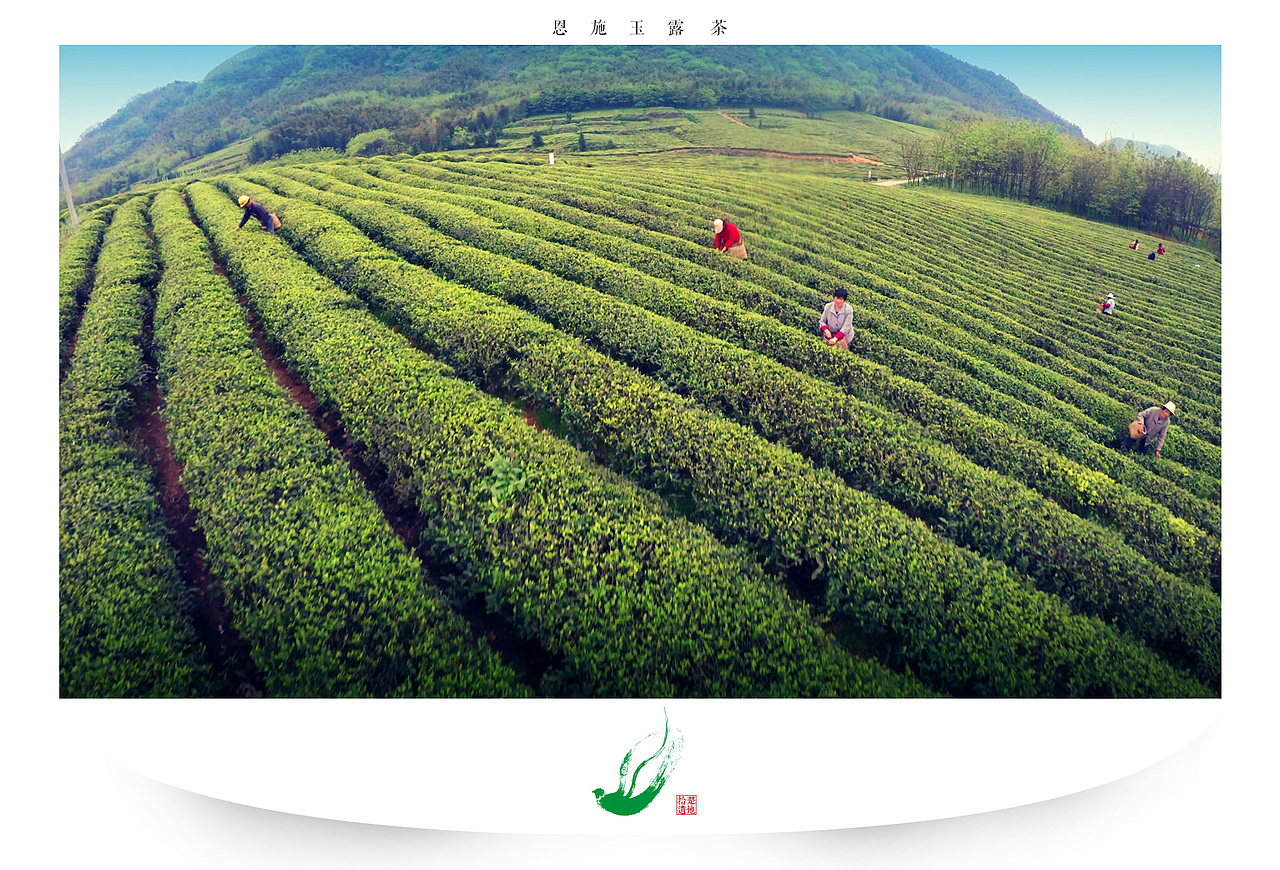 摄影－非物质文化遗产－恩施玉露茶（2016）（图ZODgyNzY0NDQ=） - 人文/纪实摄影 - 站酷设计师K1ofa原创素材 - 站酷ZCOOL