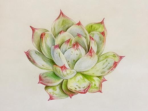 彩铅手绘多肉吉娃娃