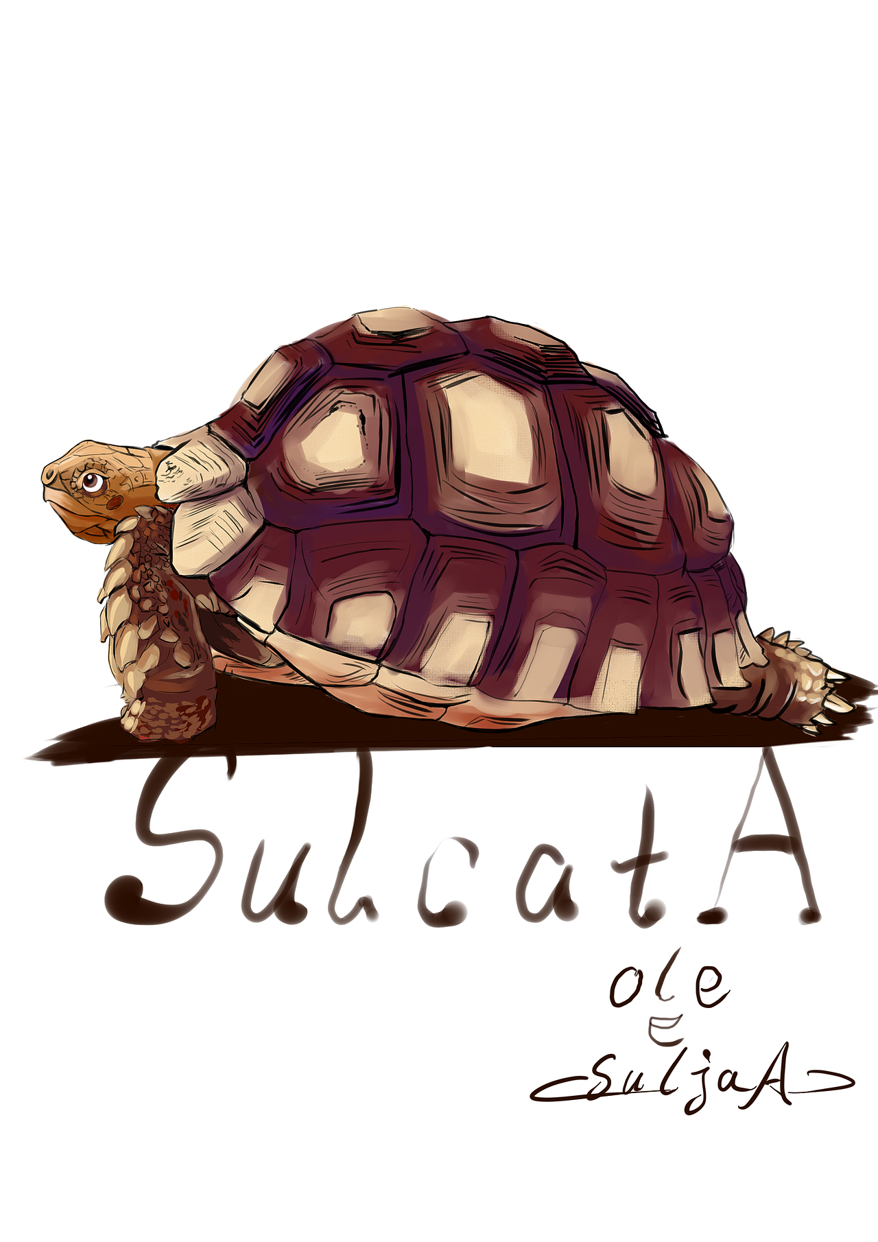 苏卡达陆龟手绘