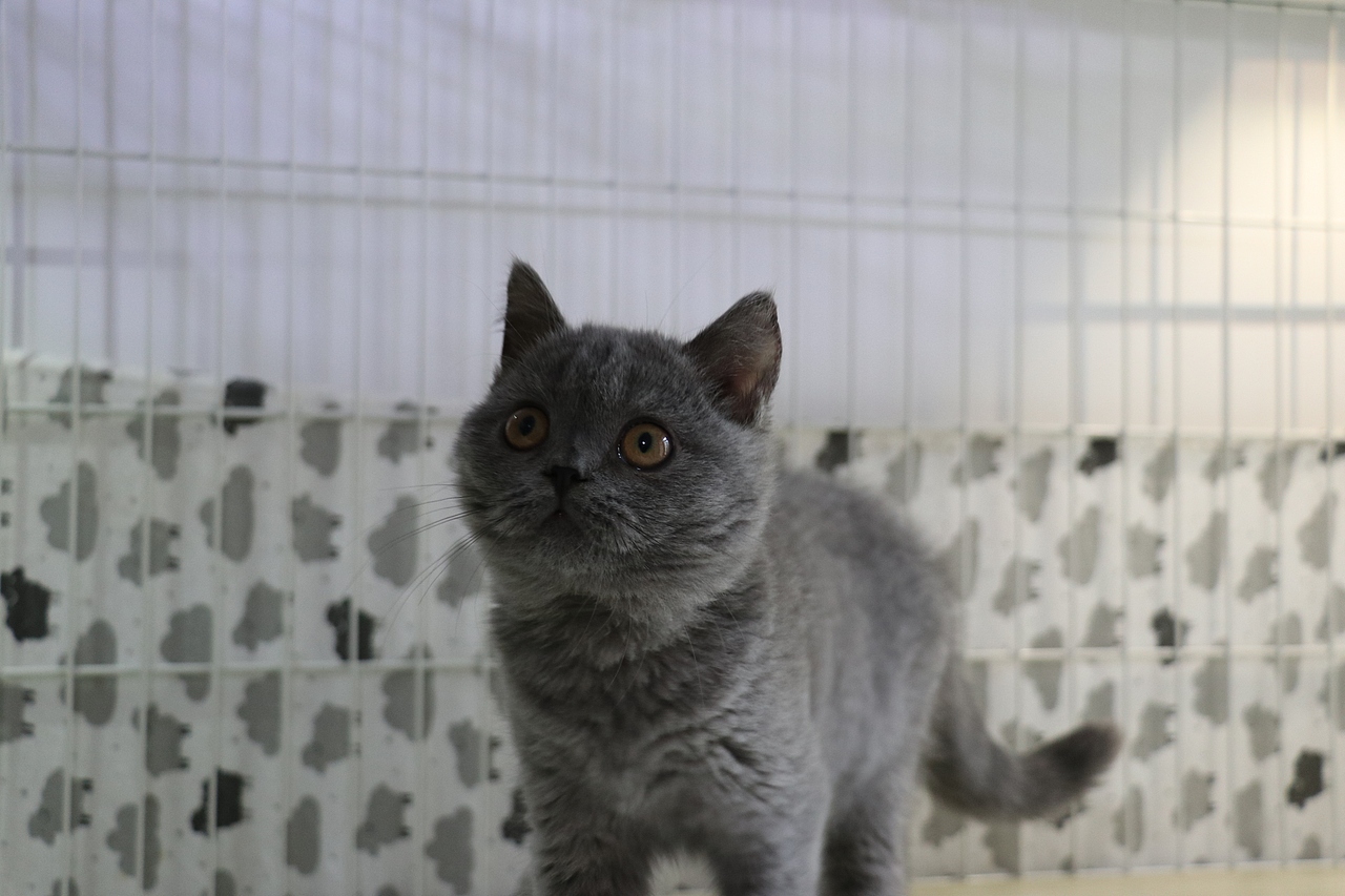 英短纯蓝蓝猫