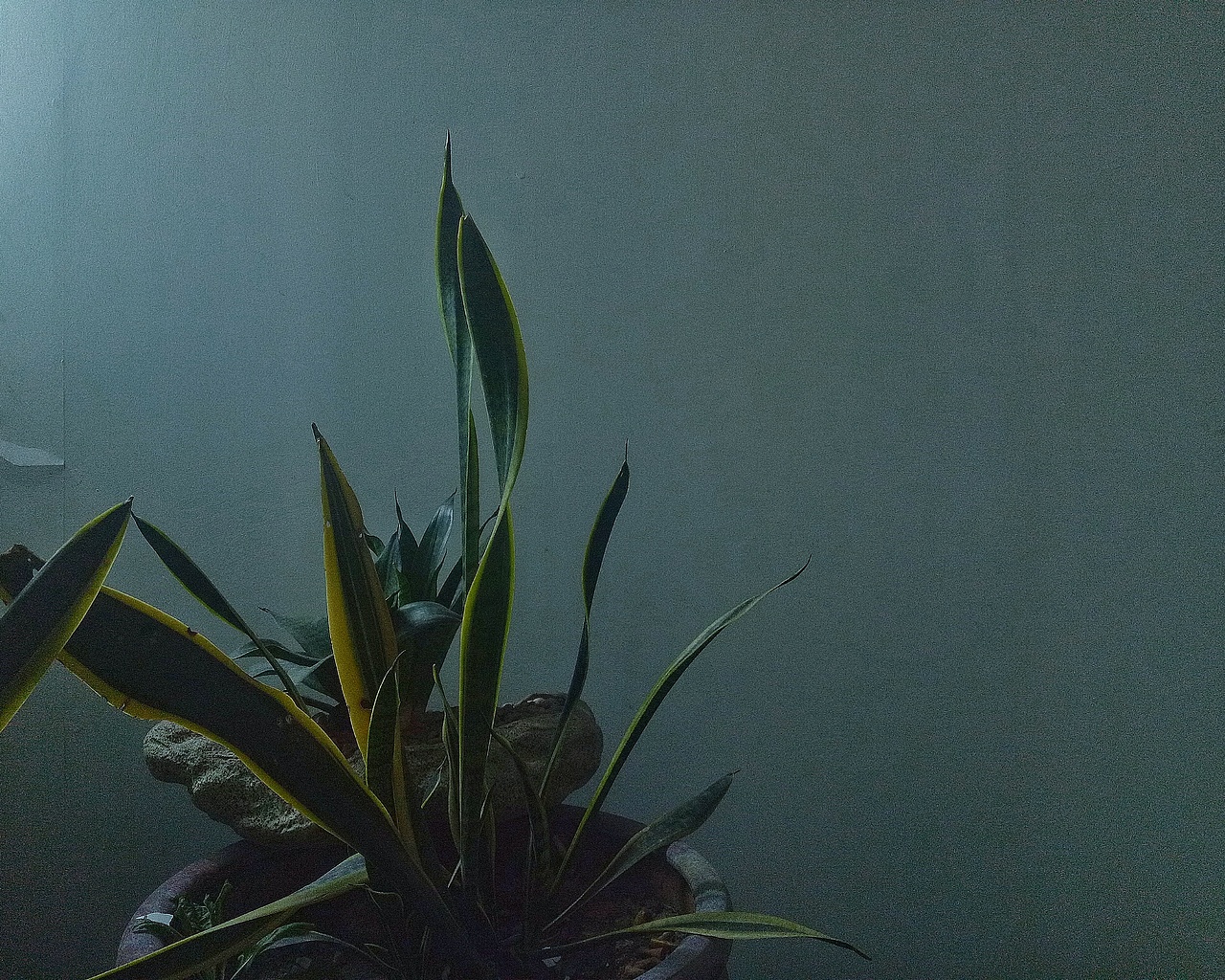 瞎拍瞎排的小美好