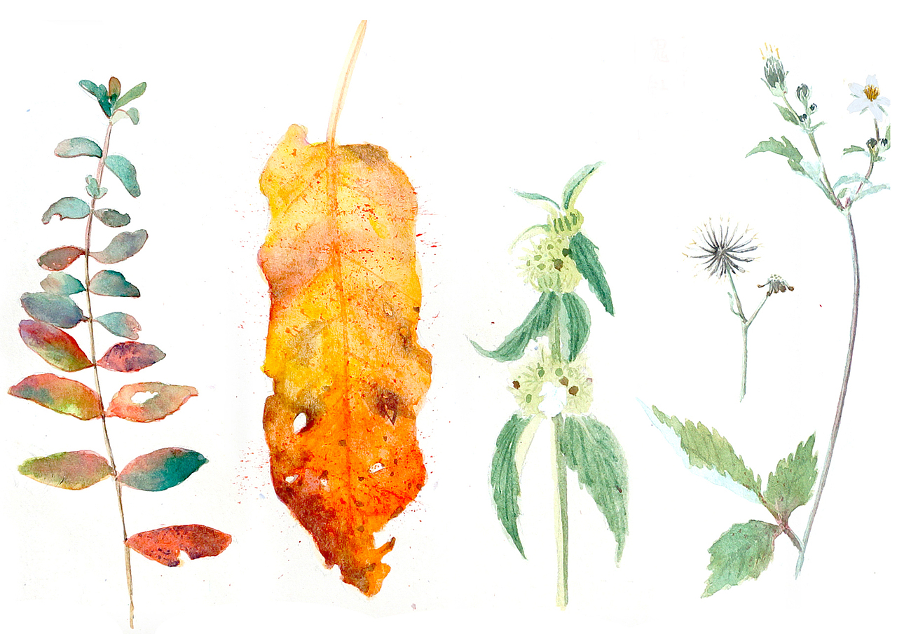 自然笔记（图ZNjg2NTA2NDg=） - 艺术插画 - 站酷设计师早寻原创素材 - 站酷ZCOOL