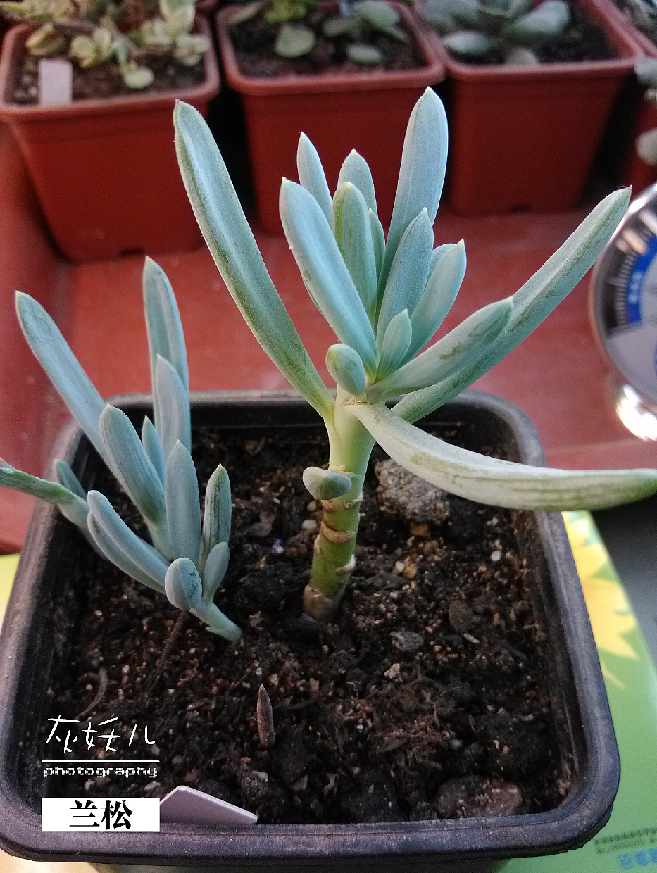 我家美丽的多肉植物（图ZOTU0NTkyOA==） - 其他摄影 - 站酷设计师灰妖儿原创素材 - 站酷ZCOOL