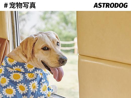 太空狗宠物摄影 露营海边度假拍摄 