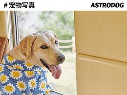 宠物