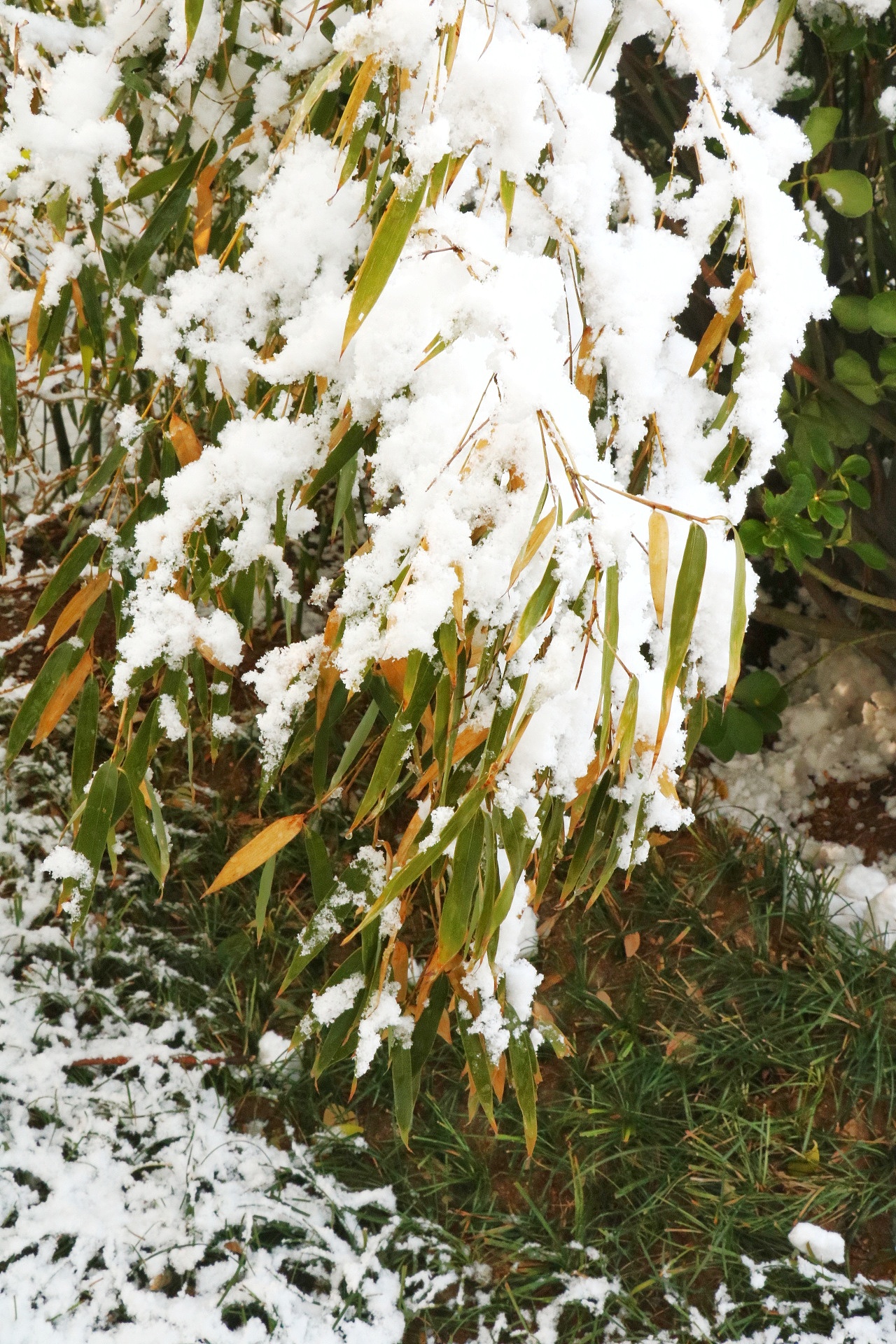 最后一场雪（图ZMTAxNzc1ODgw） - 风光摄影 - 站酷设计师清未了原创素材 - 站酷ZCOOL