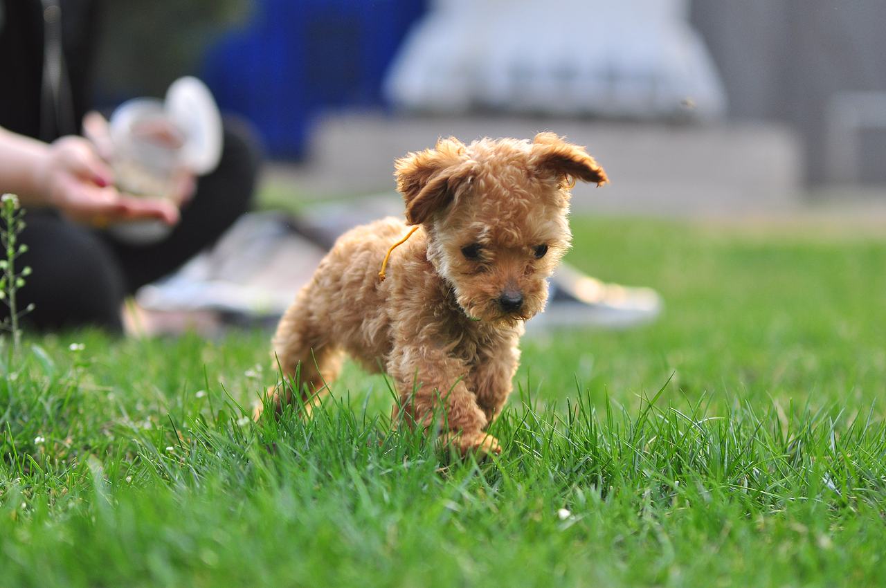 设计师的宠物摄影（图ZODA4NjA5NzI=） - 宠物摄影 - 站酷设计师徐志友原创素材 - 站酷ZCOOL