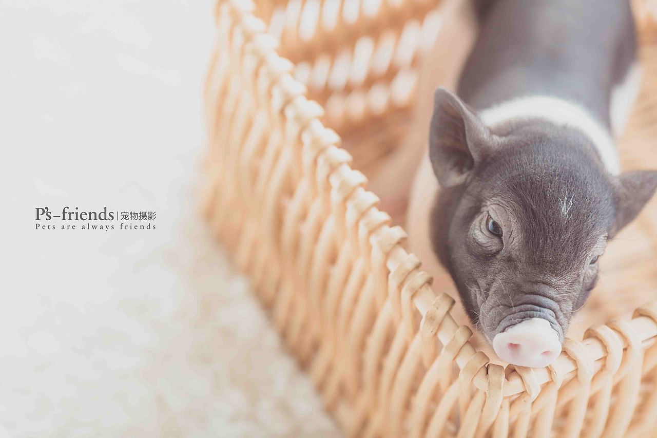 小香猪，真香（图ZMTQ0NzQ1NDI0） - 宠物摄影 - 站酷设计师PS亲宠摄影原创素材 - 站酷ZCOOL