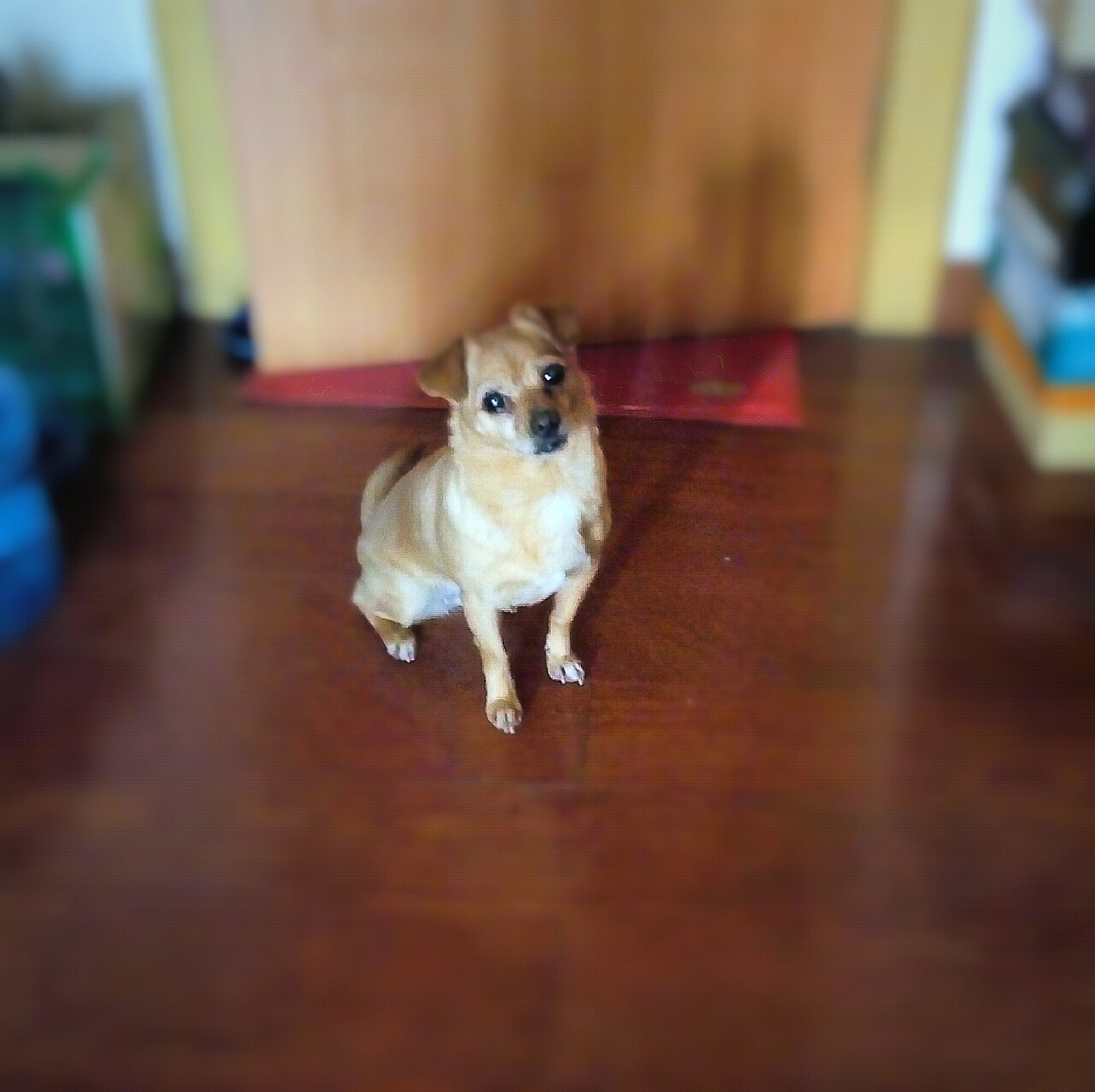 炫狗狂魔（图ZMTA1MDQ3NzI4） - 宠物摄影 - 站酷设计师NeverF原创素材 - 站酷ZCOOL