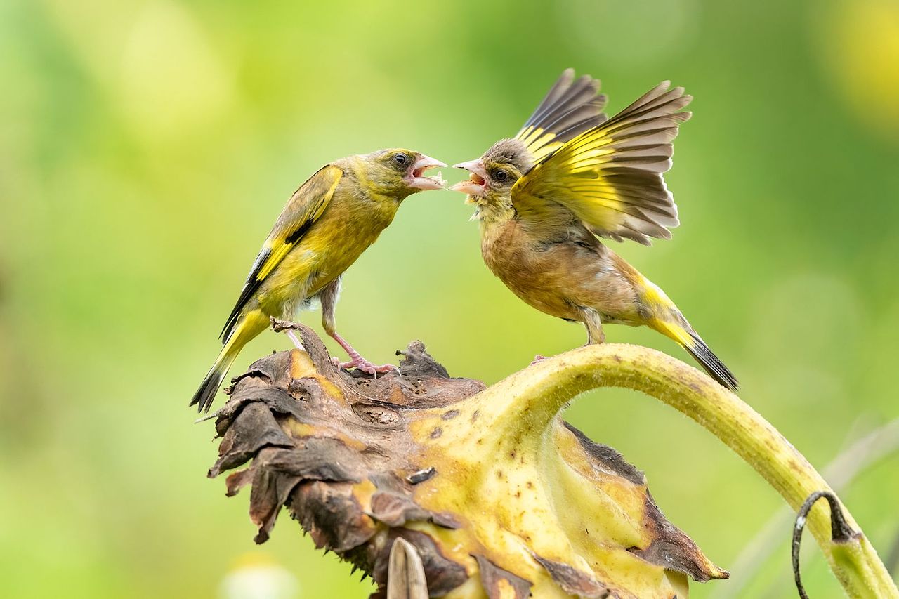 感悟自然·年度观鸟精华