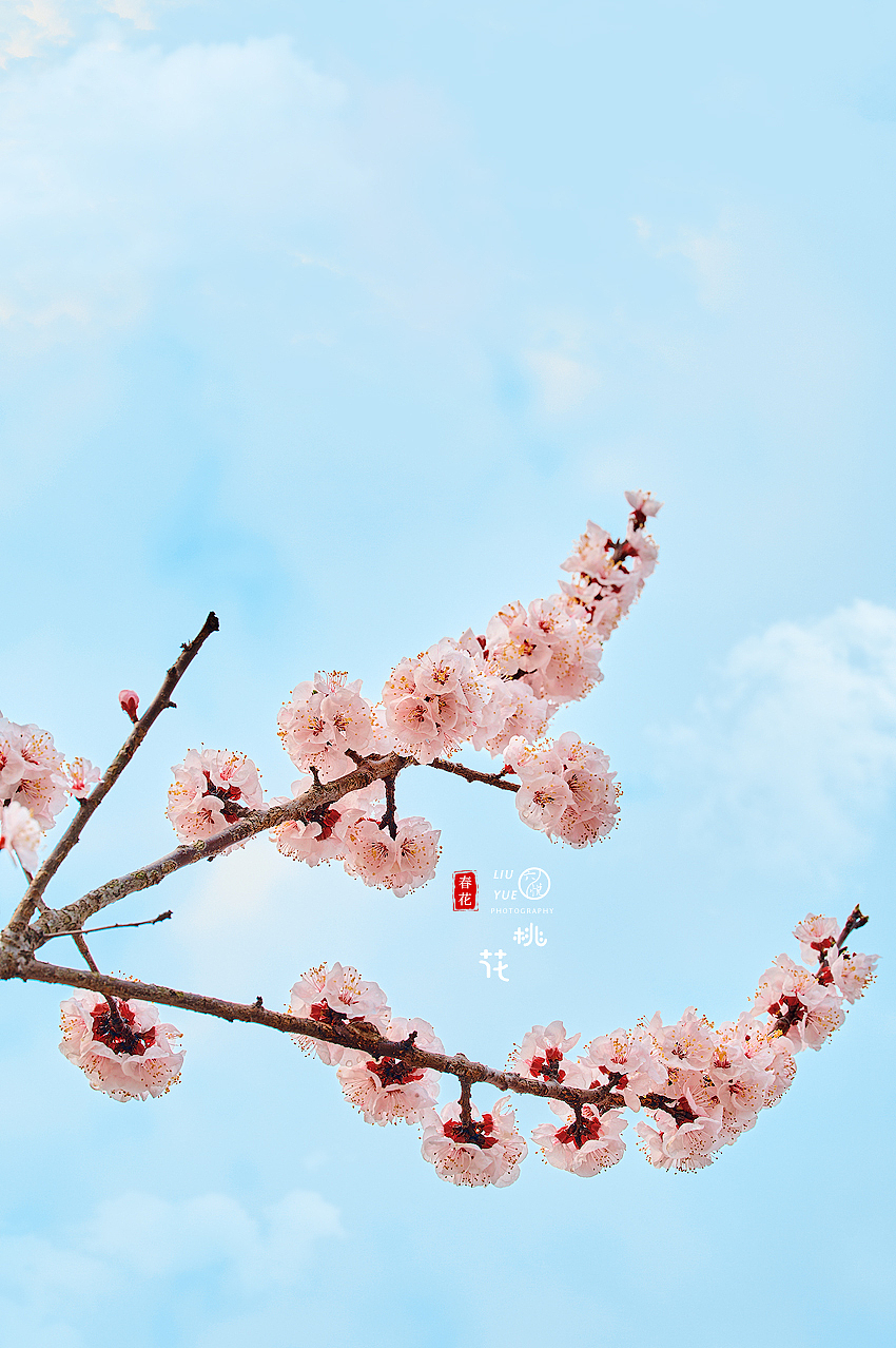 春花集/桃花 /静物摄影（图ZMjkyNjk5NDMy） - 风光摄影 - 站酷设计师六悦古风妆造摄影原创素材 - 站酷ZCOOL