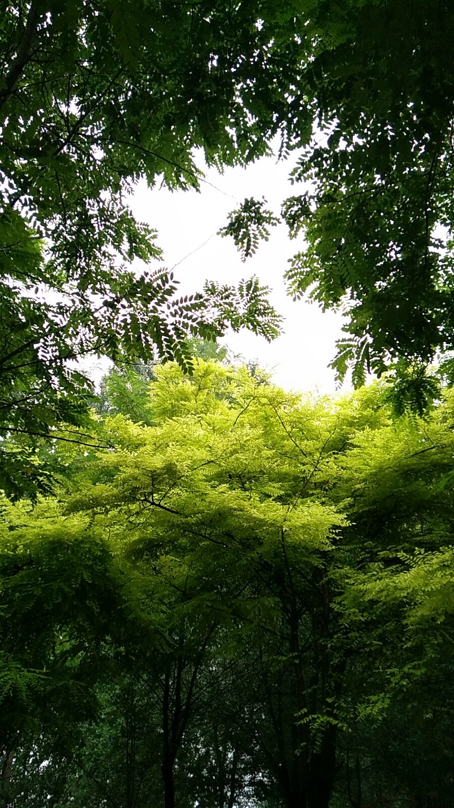 树木丛生百草丰茂