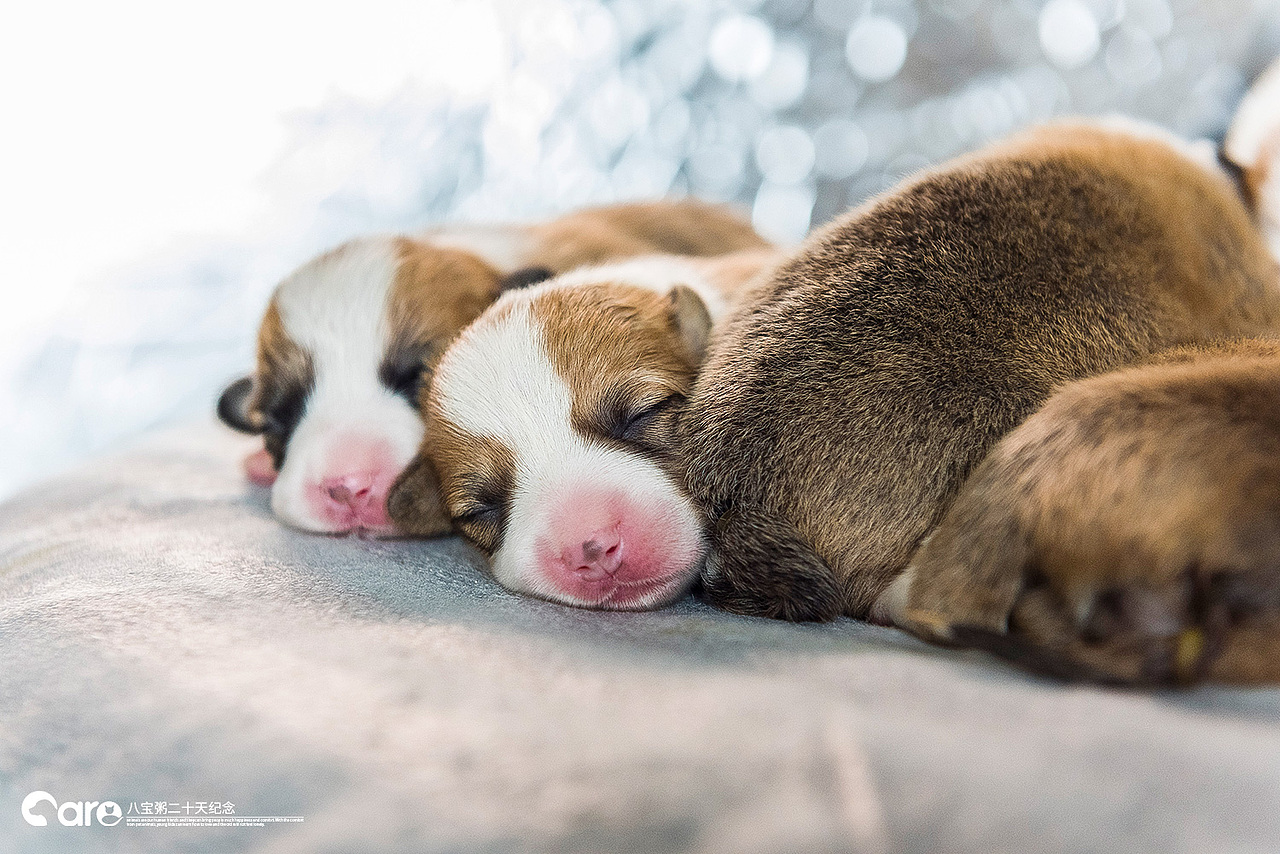 通旺和她的八宝粥（图ZMTU4NzY0NjU2） - 宠物摄影 - 站酷设计师不会拍照的小美工原创素材 - 站酷ZCOOL